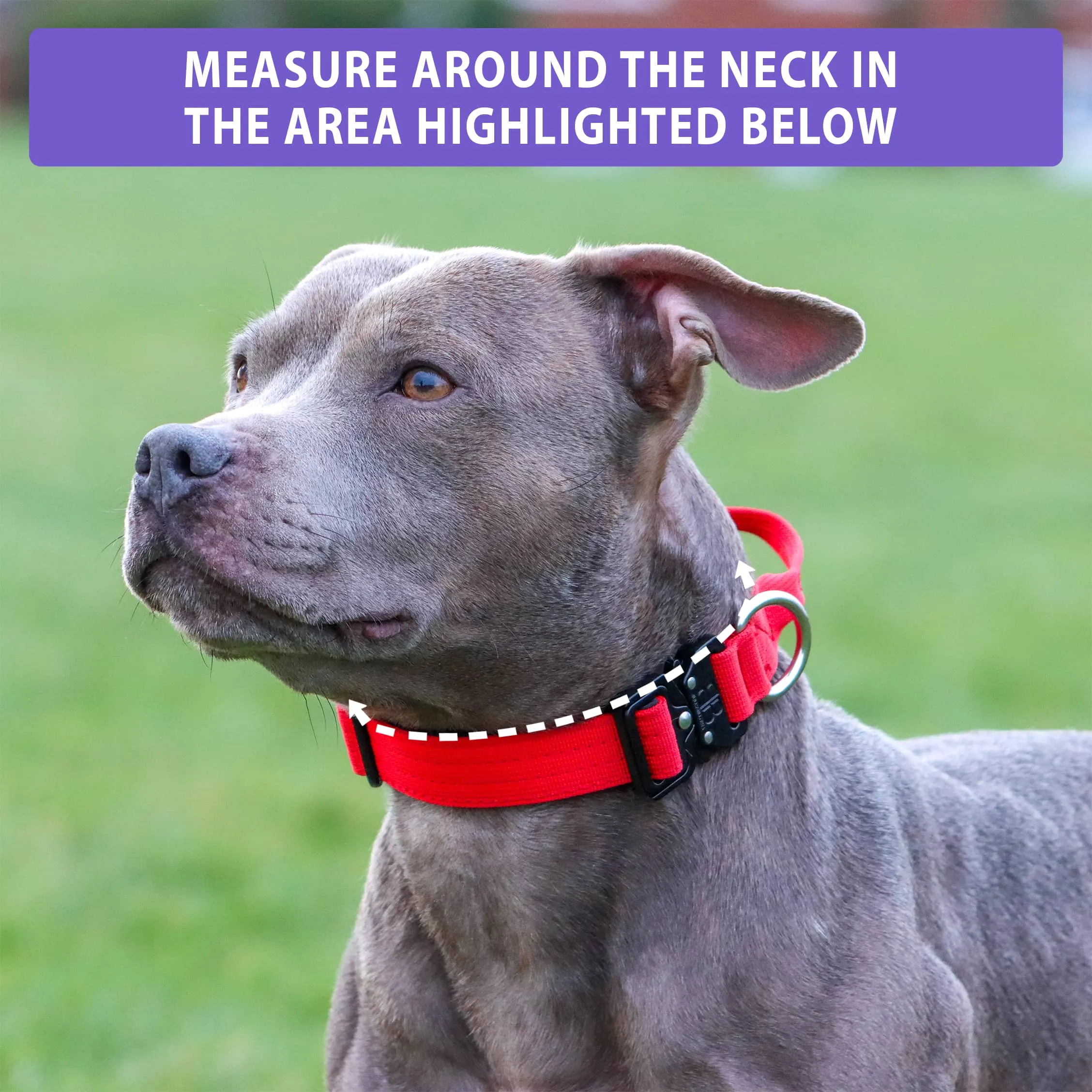 2.5cm Combat® Collar | With Handle & Rated Clip - Tan