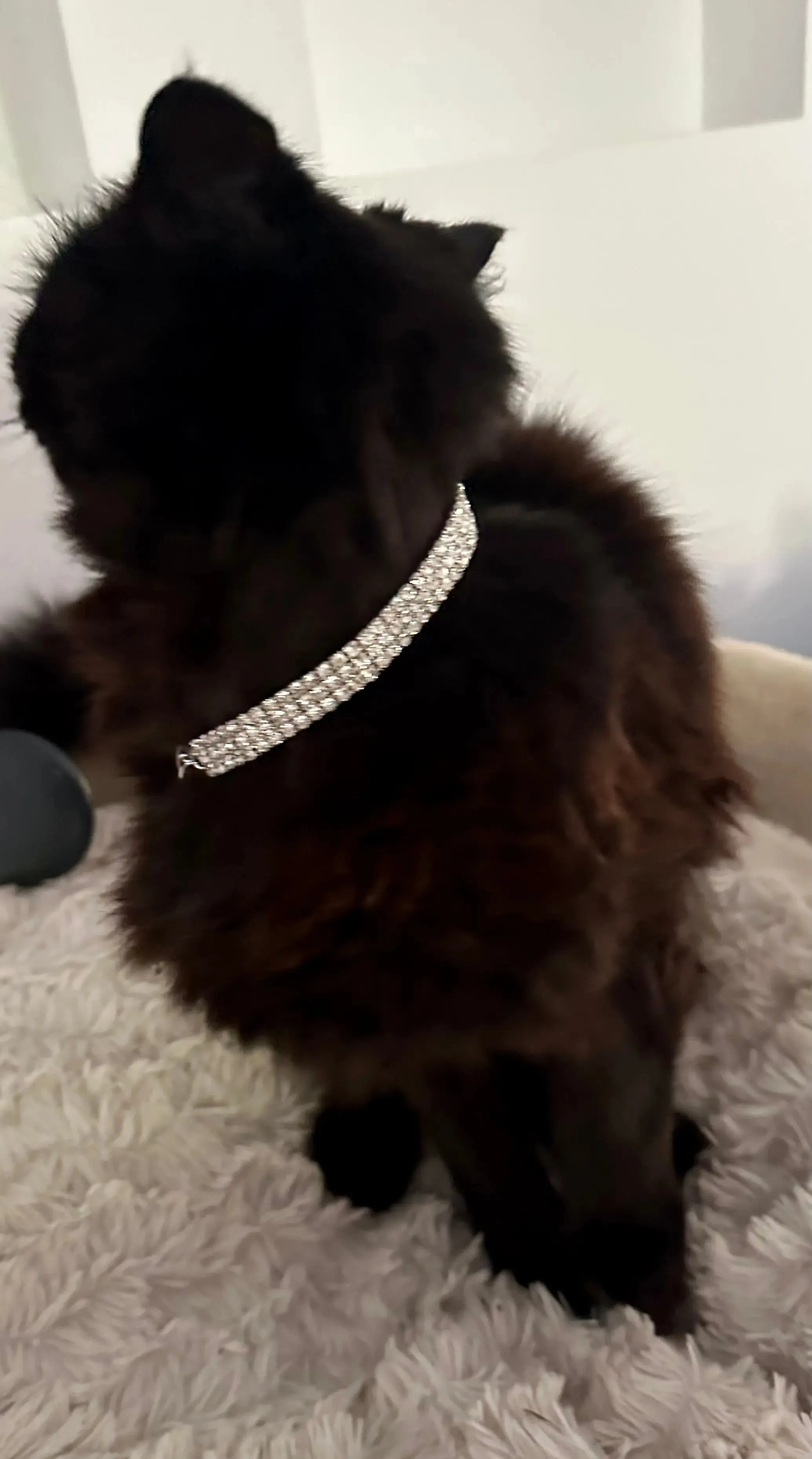 Collar for Cats - Bling