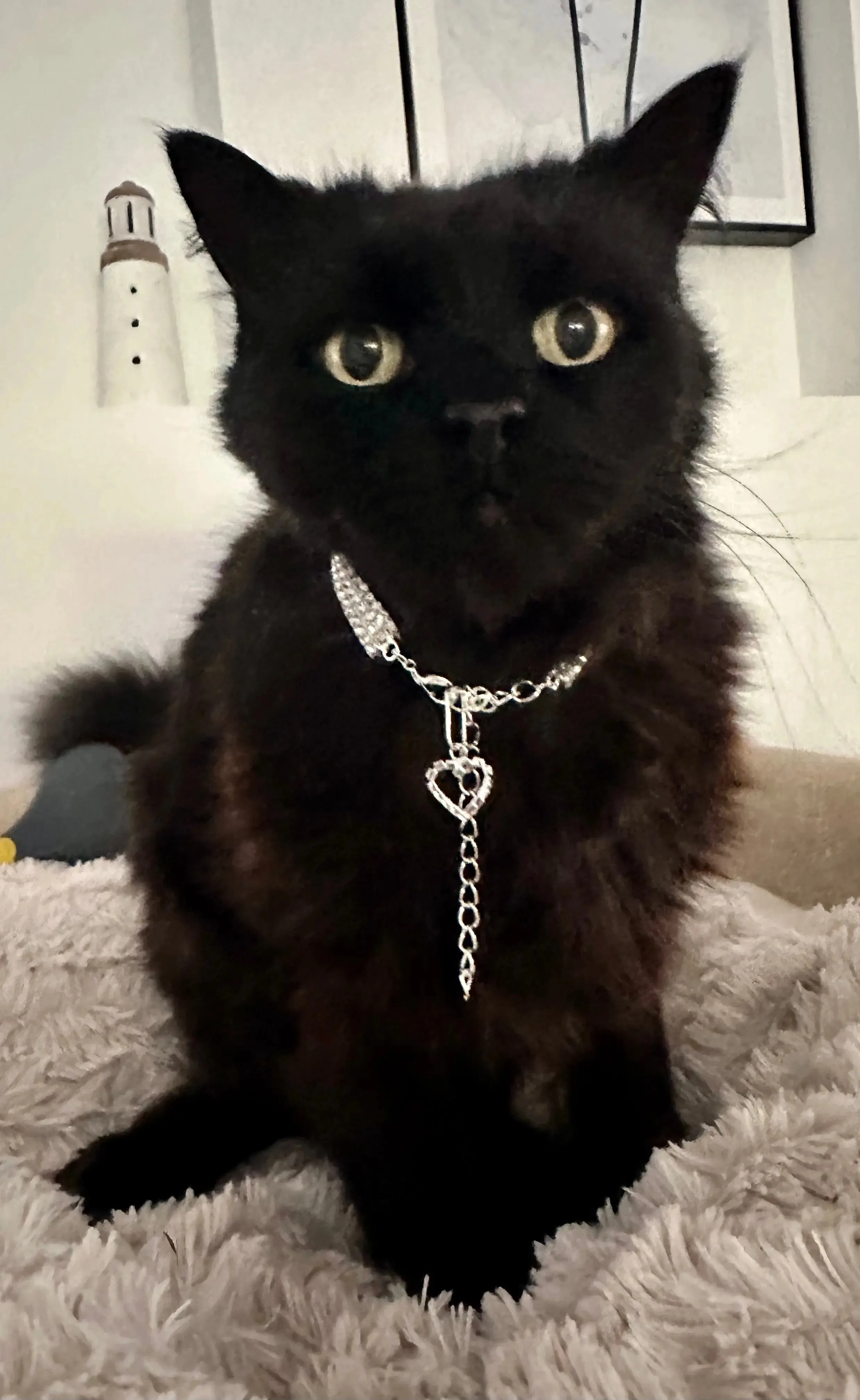 Collar for Cats - Bling