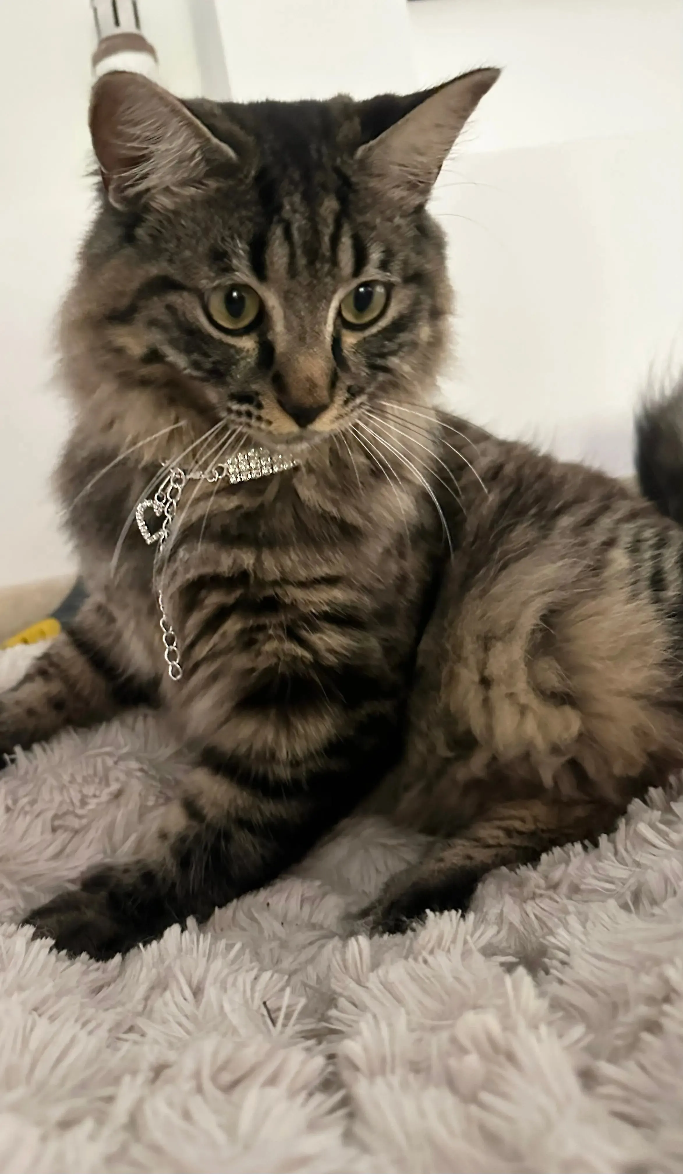 Collar for Cats - Bling