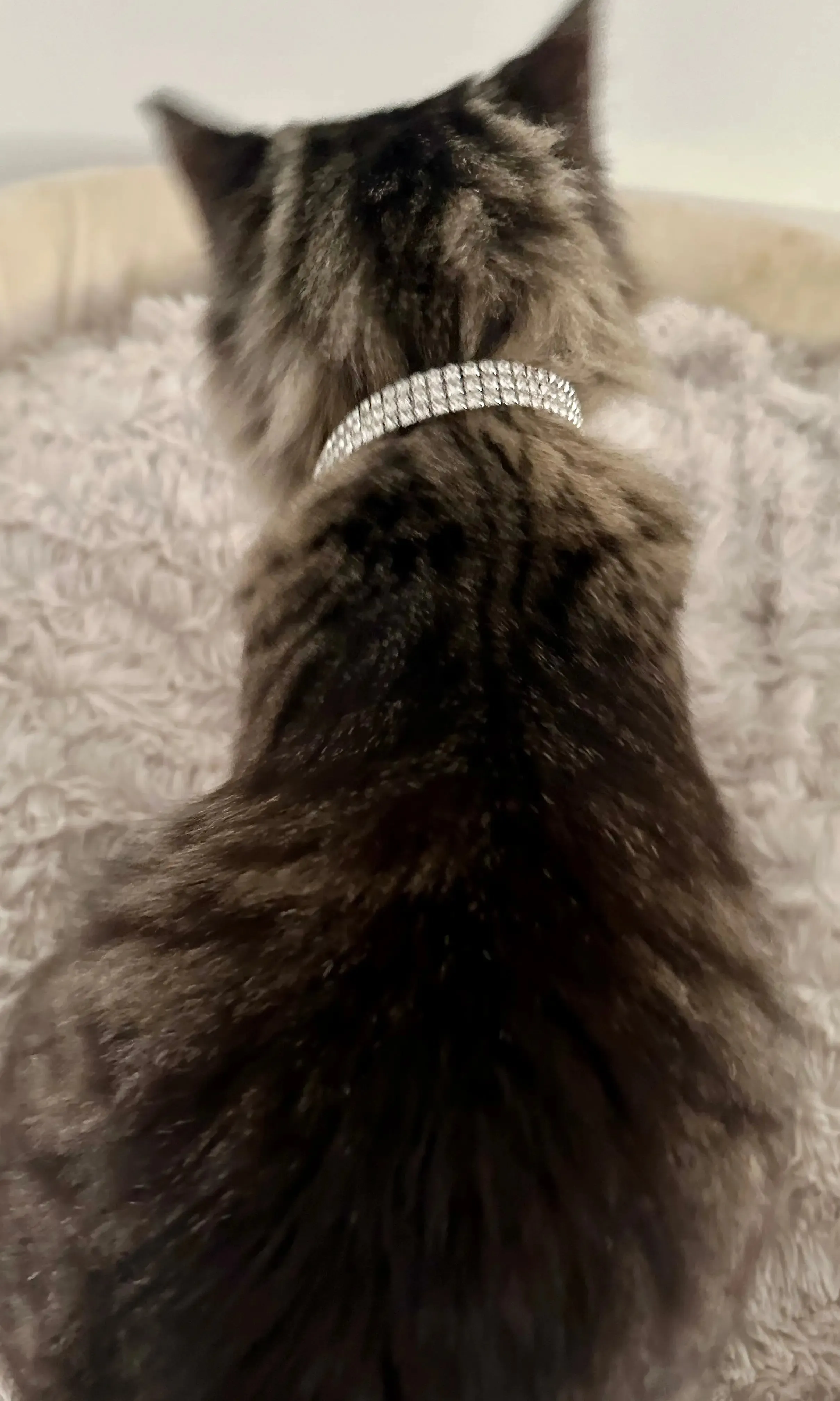 Collar for Cats - Bling