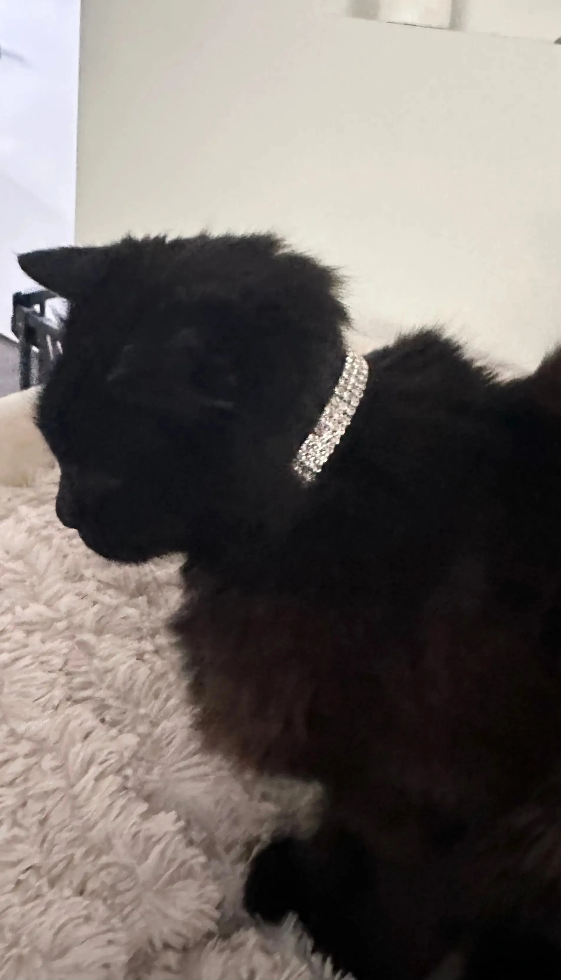 Collar for Cats - Bling