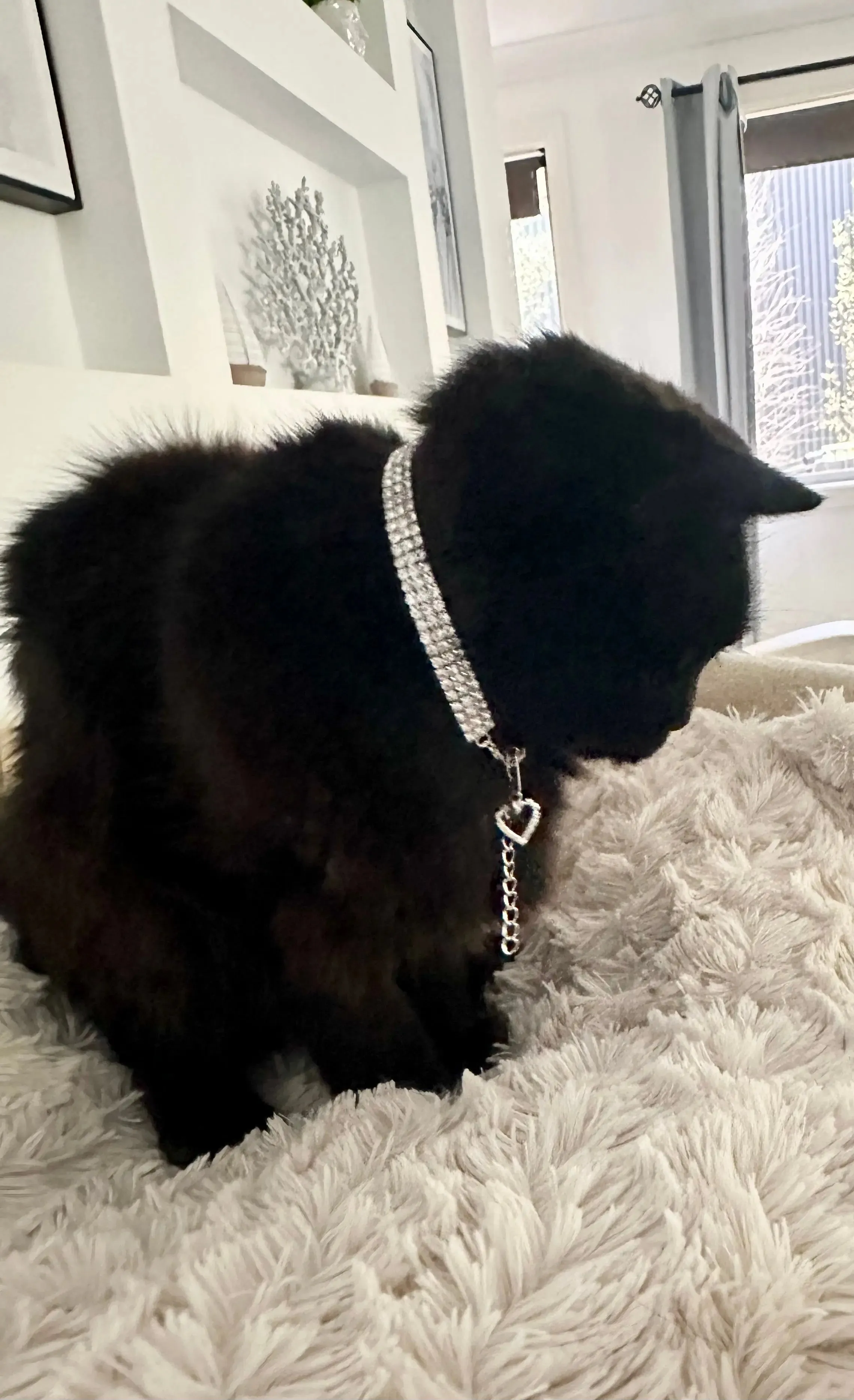 Collar for Cats - Bling